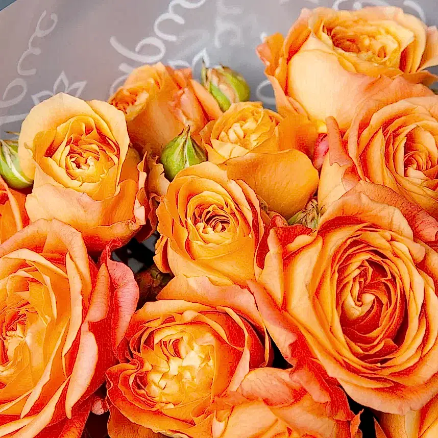 монобукет 5 кустовых роз "apricot lace"  в белой упаковке 